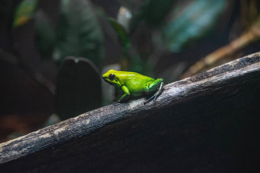 Was ist Eat the Frog und wie funktioniert Eat the Frog? Diese Methode bedeutet, dass du die schwierigste Aufgabe zuerst erledigst.